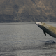 A breaching Cuvier’s beaked whale of El Hierro, Canaries.